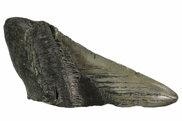 Partial Fossil Megalodon Tooth - Georgia #106961